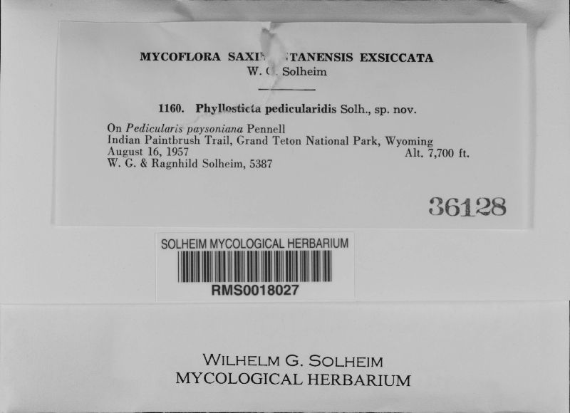 Phyllosticta pedicularis image