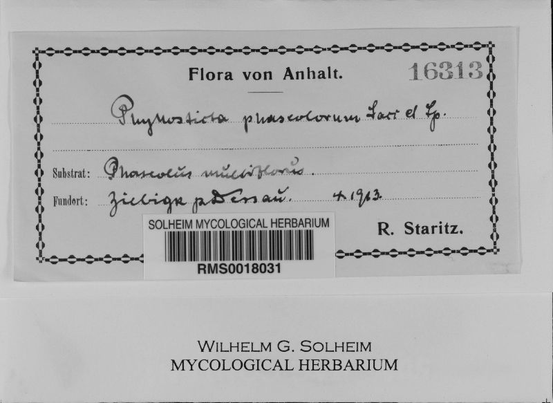 Phyllosticta phaseolorum image