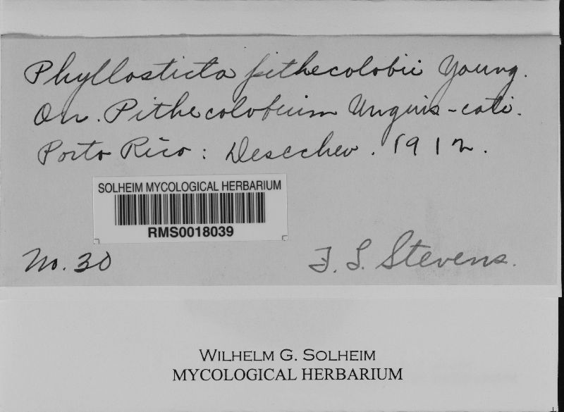 Phyllosticta pithecolobii image