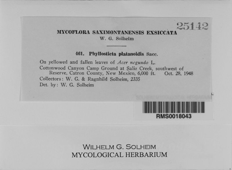 Phyllosticta plantanoidis image
