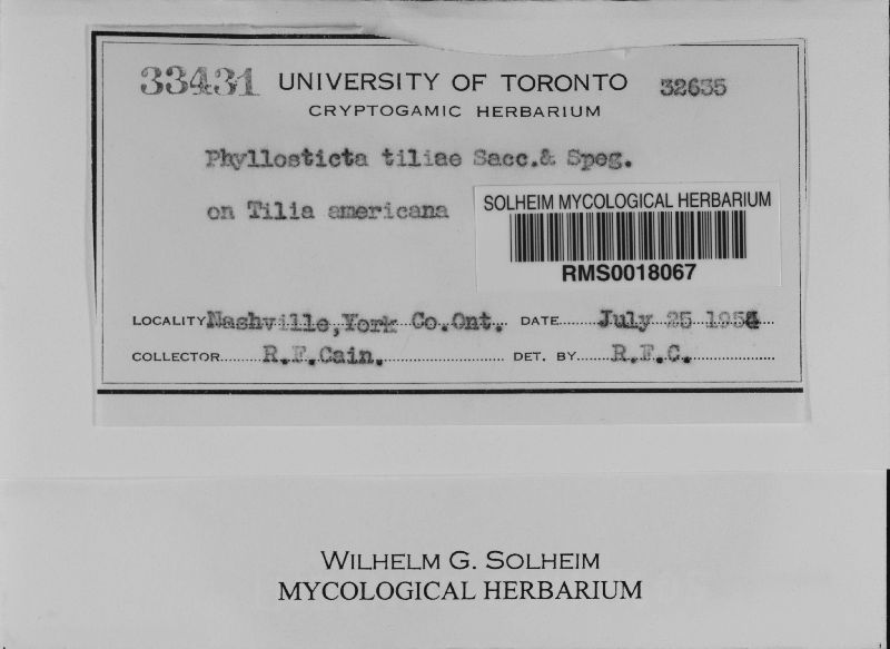 Phyllosticta tiliae image