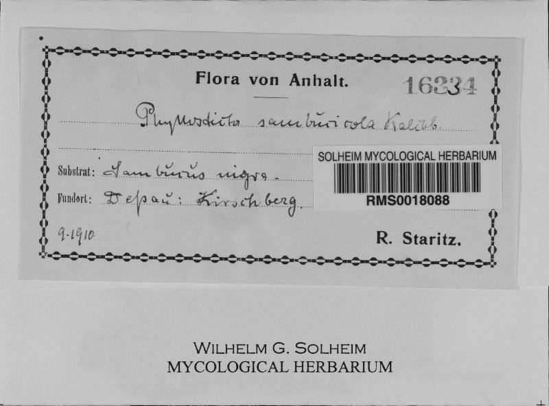 Phyllosticta sambucicola image