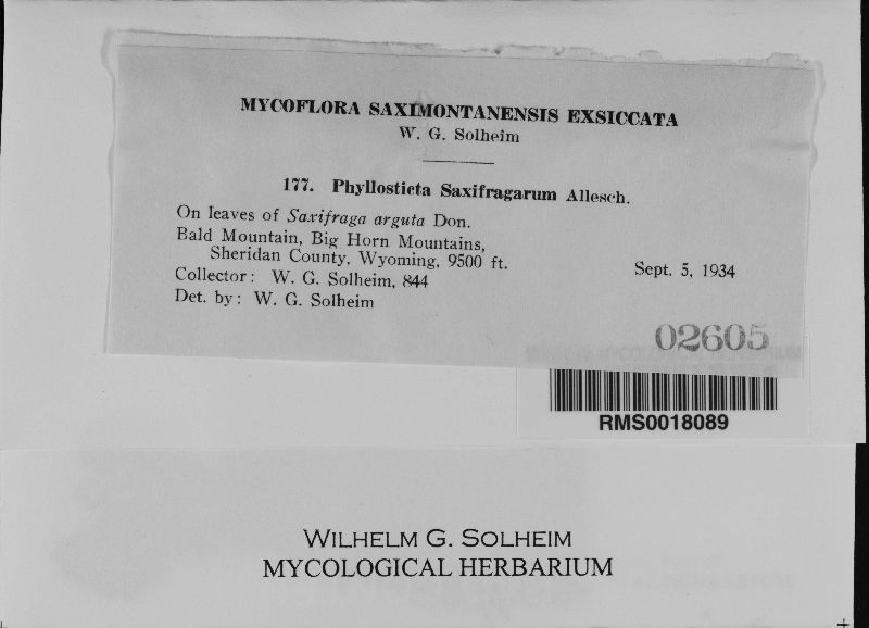Phyllosticta saxifragarum image