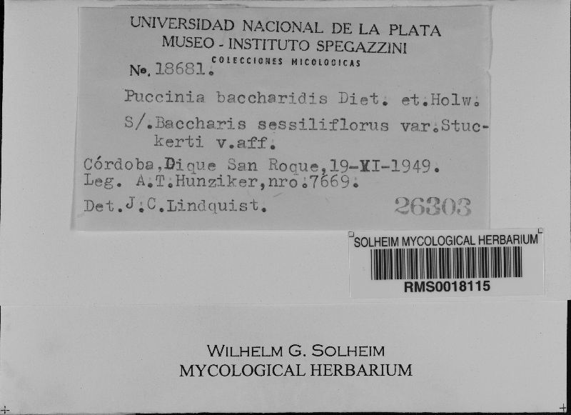 Puccinia baccharidis image