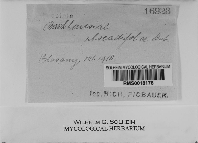 Puccinia barkhausiae-rhoeadifoliae image