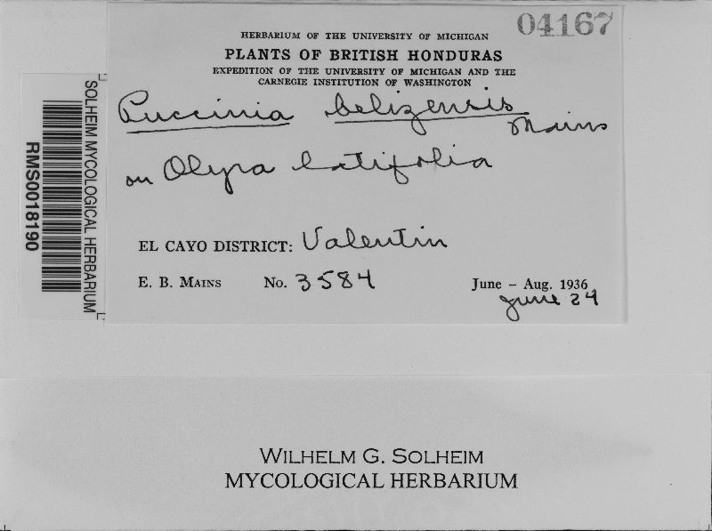 Puccinia belizensis image