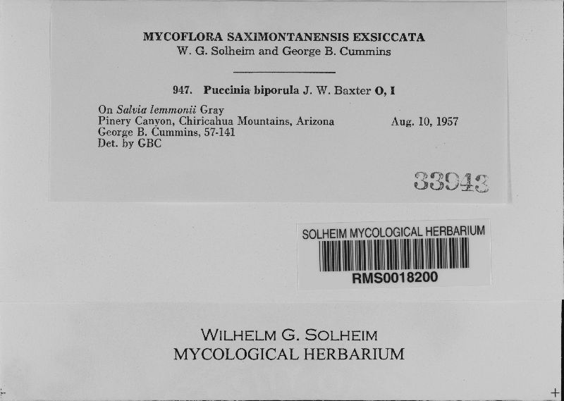 Puccinia biporula image