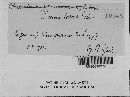 Puccinia angelicae image