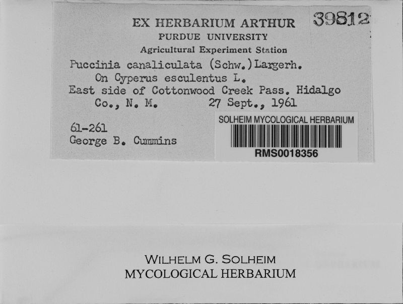 Puccinia canaliculata image