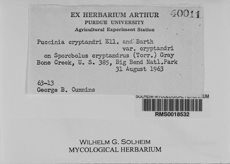 Puccinia cryptandri var. cryptandri image