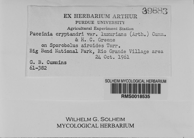 Puccinia cryptandri image