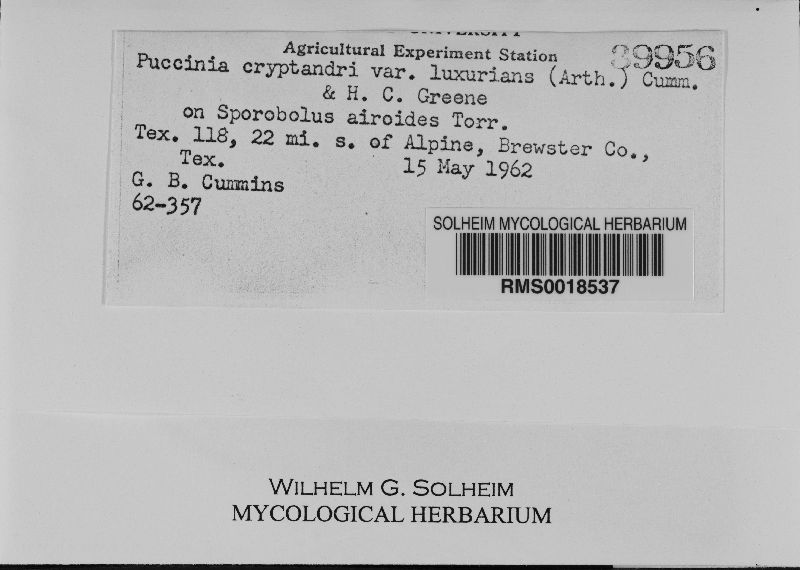 Puccinia cryptandri var. luxurians image