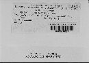 Puccinia cryptandri image