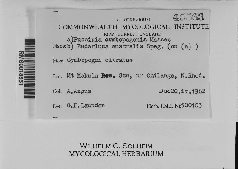 Puccinia cymbopogonis image