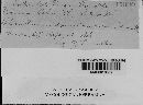 Puccinia helianthi image