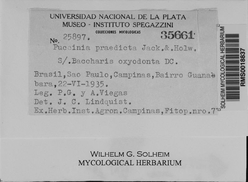 Puccinia praedicta image