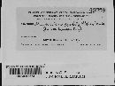 Puccinia recondita image