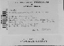 Puccinia recondita image