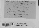 Puccinia recondita image