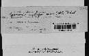 Puccinia recondita image