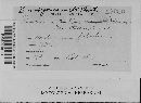 Puccinia recondita image