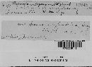 Puccinia recondita image