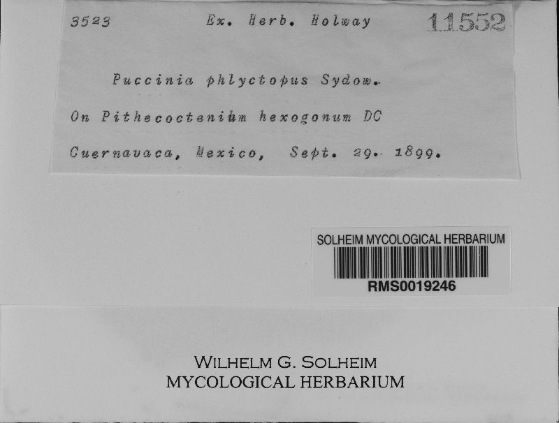 Puccinia phlyctopus image