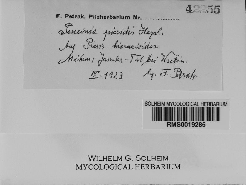 Puccinia hieracii var. hieracii image