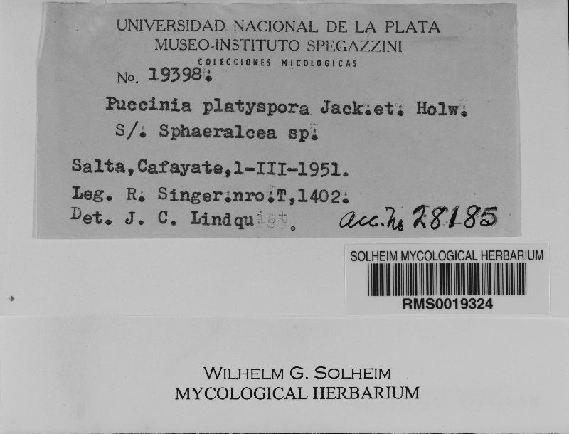 Puccinia platyspora image