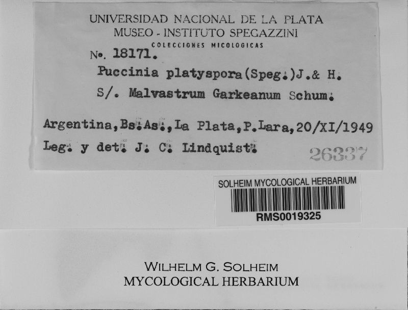 Puccinia platyspora image