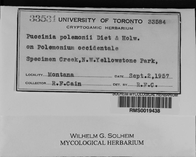 Puccinia polemonii image