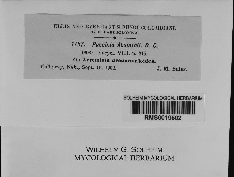 Puccinia chrysanthemi image