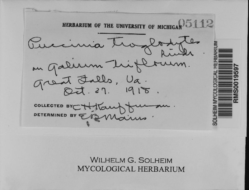 Puccinia troglodytes image