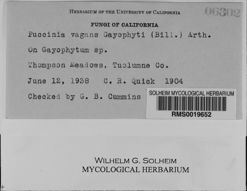 Puccinia vagans var. gayophyti image