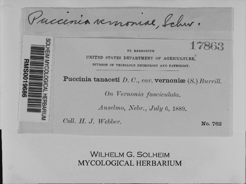 Puccinia vernoniae image