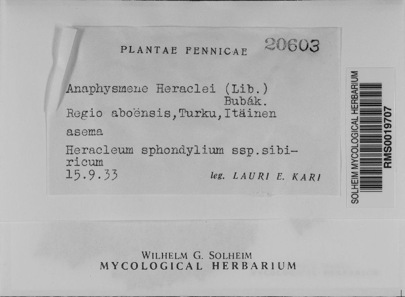 Anaphysmene heraclei image