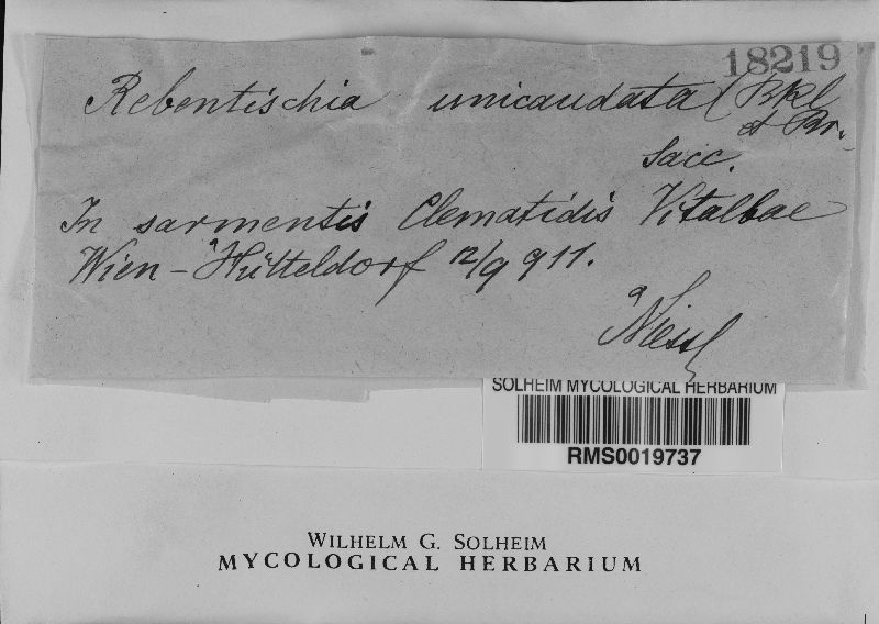 Rebentischia unicaudata image
