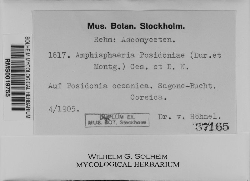 Halotthia posidoniae image