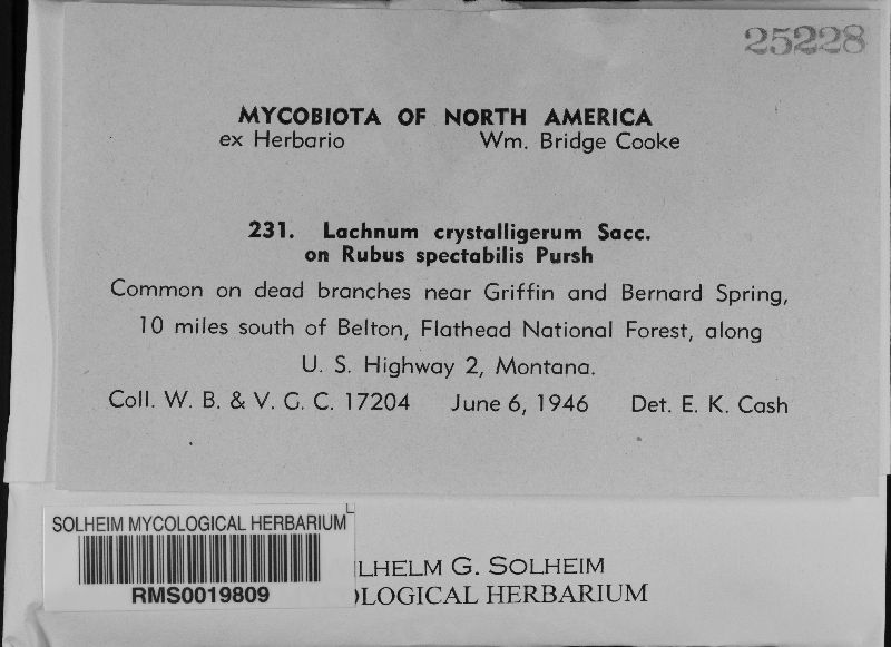 Lachnum crystalligerum image