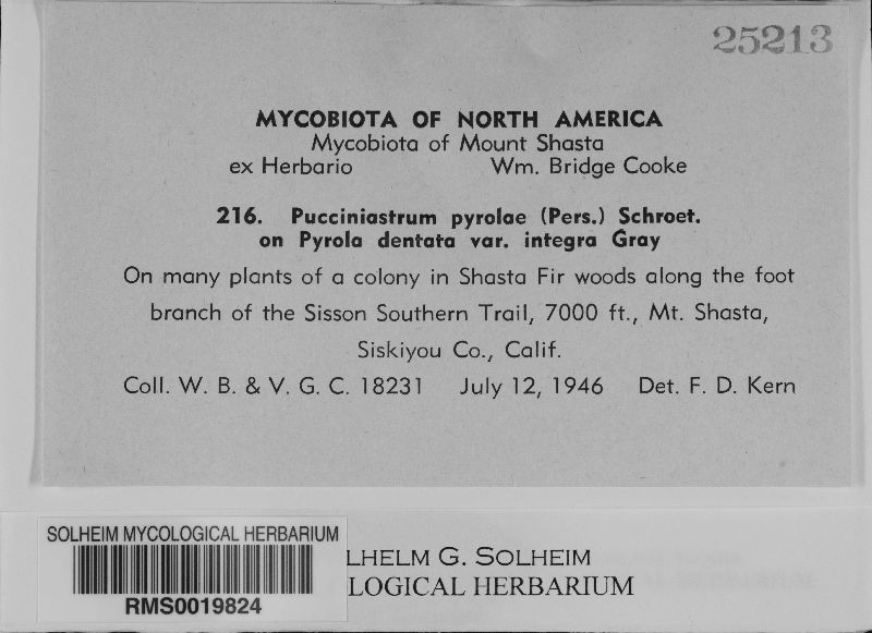 Pucciniastrum pyrolae image