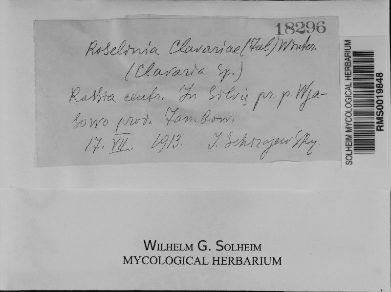 Rosellinia clavariae image