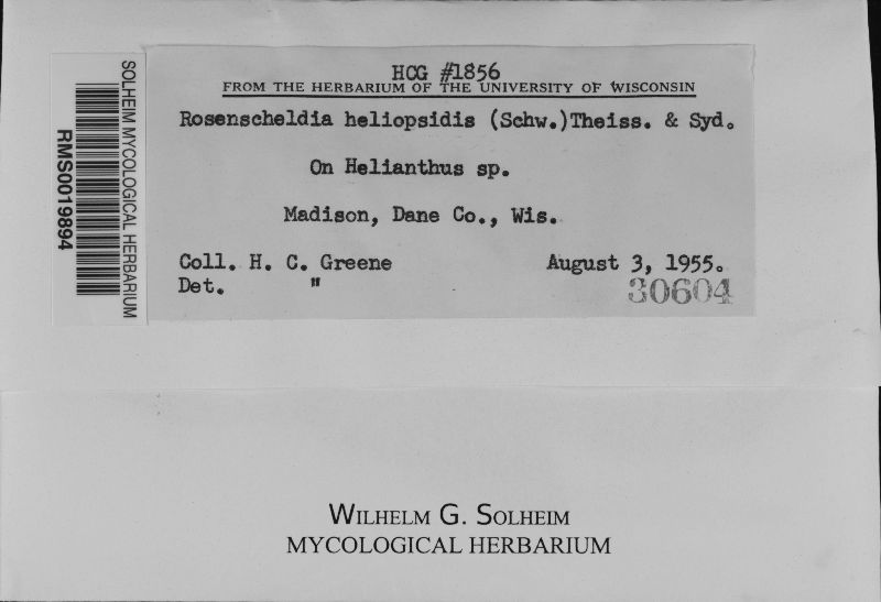 Rosenscheldia heliopsidis image