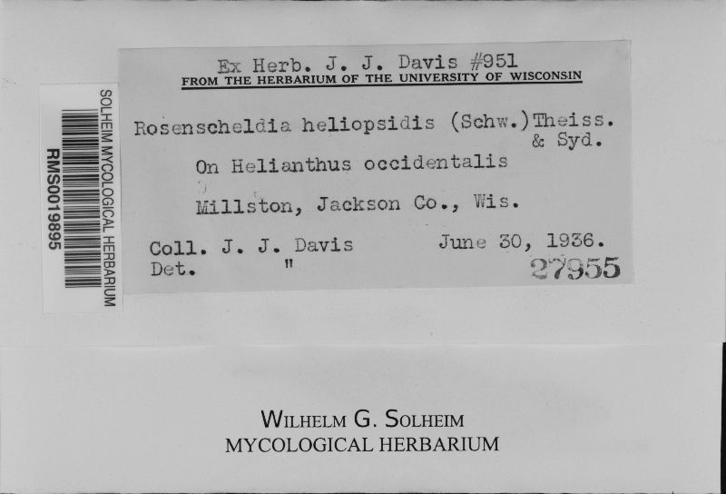 Rosenscheldia heliopsidis image