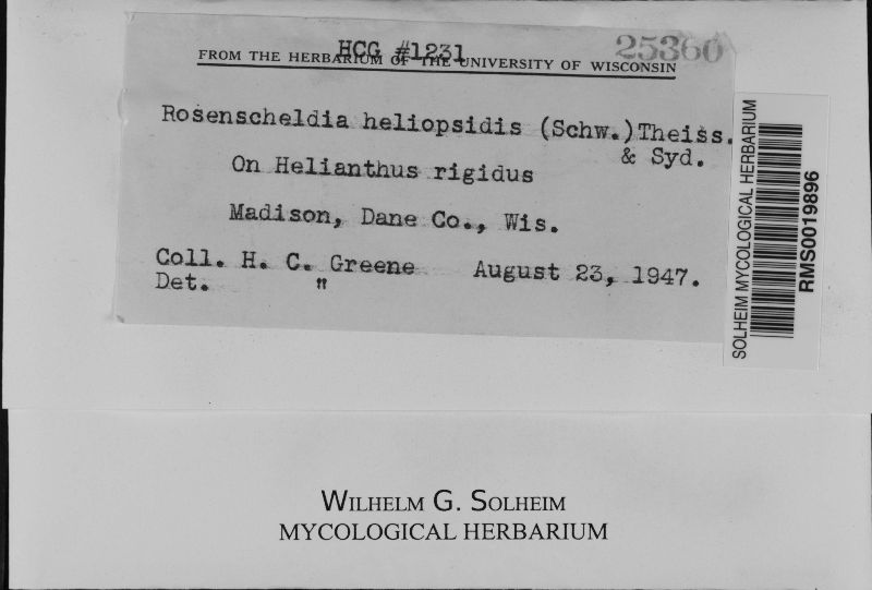 Rosenscheldia heliopsidis image