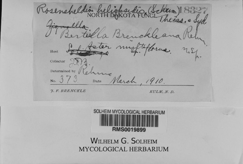 Rosenscheldia heliopsidis image