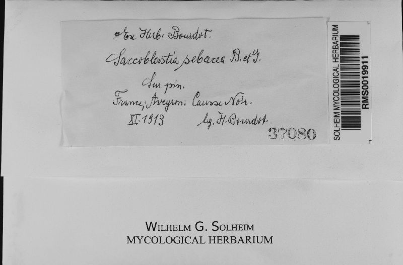 Helicogloea lagerheimii image