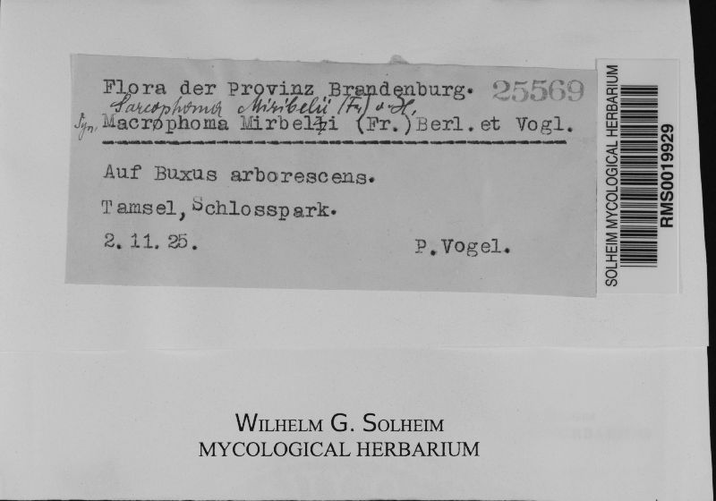 Guignardia miribelii image