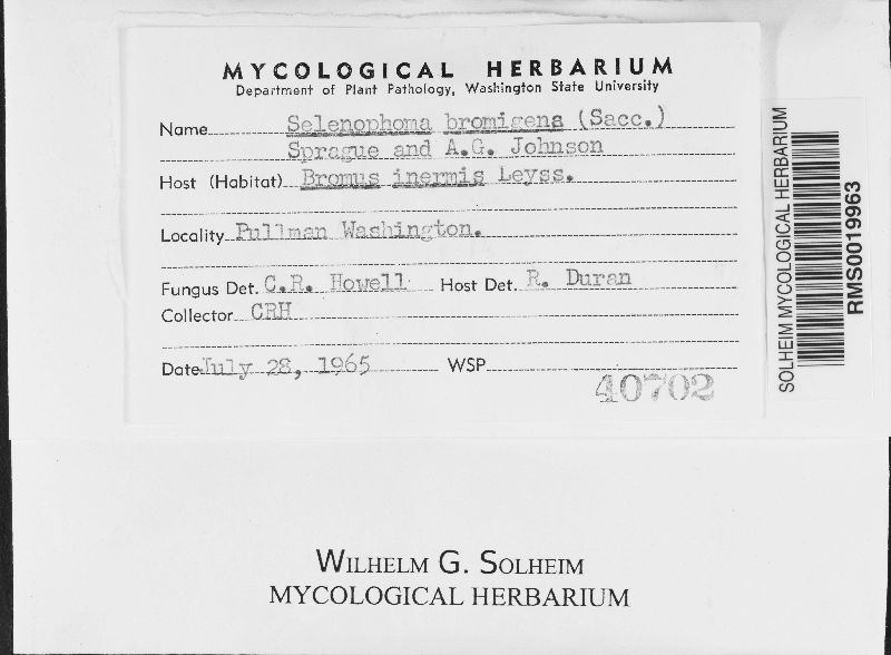 Pseudoseptoria bromigena image