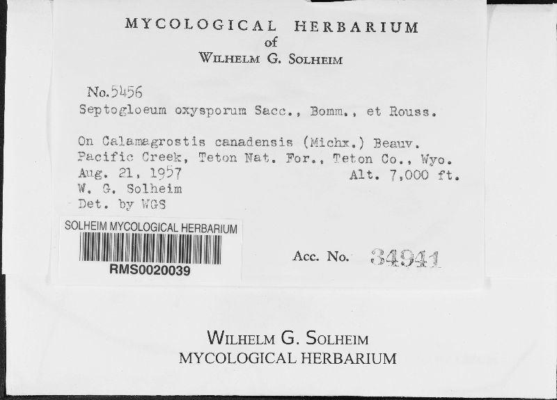 Septogloeum image