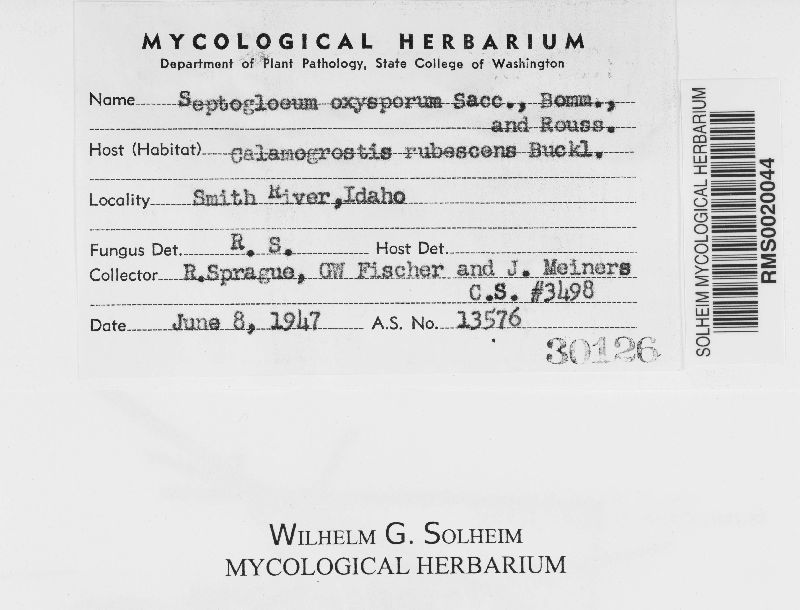 Septogloeum oxysporum image